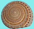 Logo de la página La Caracola. Una caracola redonda en espiral.
